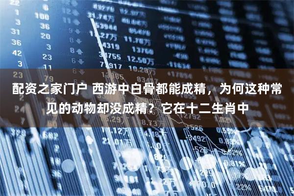 配资之家门户 西游中白骨都能成精，为何这种常见的动物却没成精？它在十二生肖中